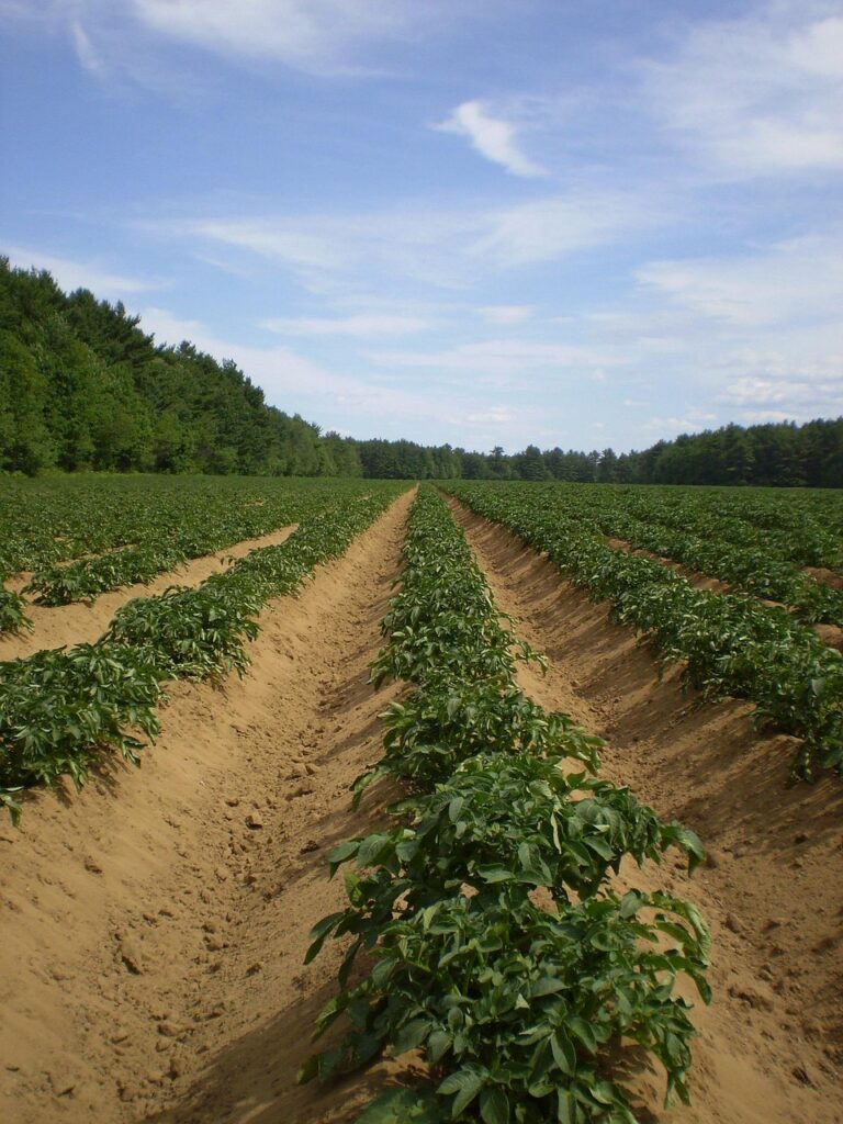 potato, fields, agriculture, farming, plants, potatoes, root vegetables, farms, gardens, gardening, cultivation, cultivating, growing, vegetables, food, edible, healthy, fresh, cultivate, produce, harvests, lands, agricultural, areas, potato, potato, potato, potato, agriculture, agriculture, farming, farming, farming, farming, farming, potatoes, potatoes, potatoes, potatoes, root vegetables, nature, root vegetables, cultivation